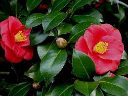 Camellia Flower 4 Flower Pictures Camellia Flower Beautiful Flowers