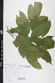 Image result for Zanha golungensis