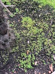 It doesn't matter if you're growing trees and shrubs, perennials, annual flowers, or. Homemade Weed Killer With Vinegar And Dawn The Happier Homemaker