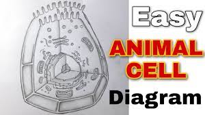 We did not find results for: How To Draw Animal Cell Diagram For Science Class 9 Youtube