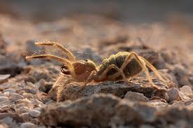 They are not especially large, the biggest having a leg span of perhaps 12 centimeters (5 in). The Biggest Spiders In The World Swedish Nomad