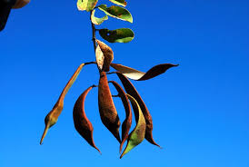 Image result for Baphia massaiensis