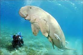 These languid animals make an easy target for coastal. The Dugong Dugong Dugon Is A Large Marine Mammal Which Together With The Manatees Is One Of Four Living Species Of T Binatang Aneh Binatang Cantik Binatang