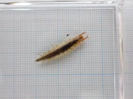 水たまりクラブ