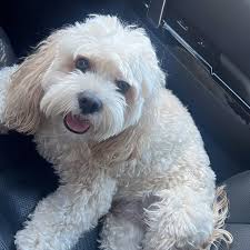 Otto Fernandez Castro (@ottothecavapoo_mty) • Instagram photos and videos