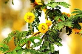 Image result for Olinia vanguerioides