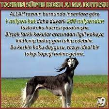 https www instagram com bilgikupu tv bilgi