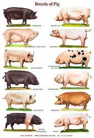 A4 Laminated Posters Breeds Of Pigs Etsy In 2021 Pig Breeds Pig Farming Pet Pigs