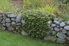 Noels Garden Blog: 2015