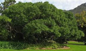 Image result for Vepris