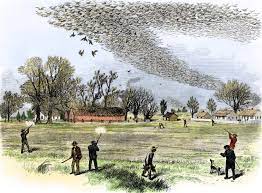 Why Did The Passenger Pigeon Go Extinct The Answer Might Lie In Their Toes The Two Way Npr