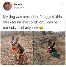 Animal Edition Memes That Are Just Up To The Mark 37 Pictures Ladnow Fallout Funny Fallout Meme Fallout 4 Funny