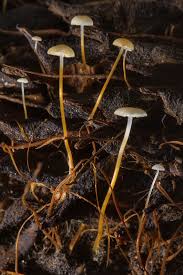 Image result for Strobilurus conigenoides