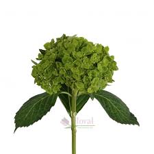The actual green color may slightly vary from the picture due to time of the use the flower food in clean water. Hydrangea Baby Wicked Solid Dark Green 50 Stems Per Case Potomac Floral Wholesale