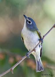 Black Bird With Blue Neck Ontario Blue Headed Vireo Birdphotos Com Pet Birds Beautiful Birds Pretty Birds