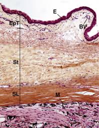 We did not find results for: Basic Histology Of The Eye And Accessory Structures Eyewiki
