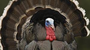 3840×2160px (4k ultra hd), 1920×1080px (full hd), 1600×900px, 1280×800px. Turkey Wallpaper 1920x1080 46754