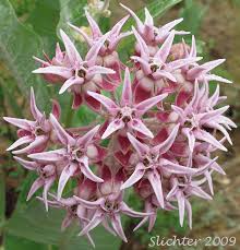 Showy Milkweed Greek Milkweed Asclepias Speciosa Asclepias Milkweed Milkweed Seeds