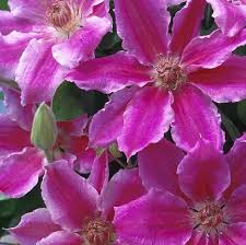 They also vary greatly among species, with different flowering forms, colors, and blooming seasons, though most bloom sometime between early spring and. The Winter Wow Factor Early Flowering Clematis Will Bloom With The First Mild Spell And Give The Gloomiest Garden A Lift Daily Mail Online