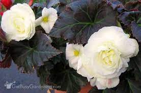 Overwintering Begonias How To Store Tuberous Begonias Tuberous Begonia Overwintering Begonia