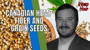 Canadian Hemp Fiber and Grain Seeds