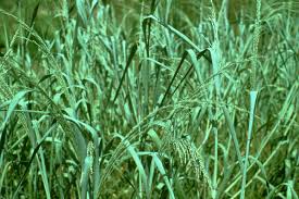 Image result for Panicum peteri