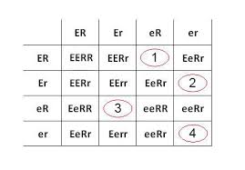 Dihybrid punnett square genotype ratio : A Scientist Asks You For Help Studying Fruit Fly Genetics She Asks You To Determine The Possible Brainly Com