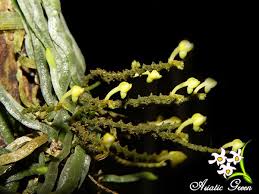 Image result for Taeniophyllum