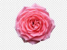 Download free static and animated bouquet di fiori png vector icons in png, svg, gif formats. Arte Rosa Rosa Rosa Desktop Rosa Gratis Sfondo Hd Rose Pacchetto Di Applicazioni Android Fiore Artificiale Png Pngegg
