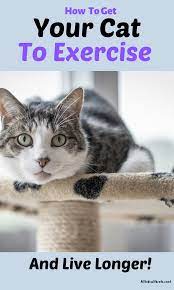 Pin On Pets And Supplies