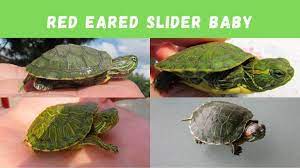 You Need To Know This About Baby Red Eared Slider Care - Turtleholic