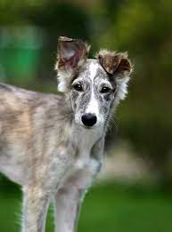 The longhaired whippet is a gentle, elegant, and goofy dog breed during the 1970s by walter a. 230 Silken Windsprite Ideen In 2021 Windhunde Hunde Windhund
