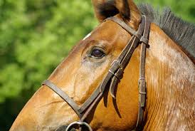 Browse from all our home products such as blankets, boxes or dinnerware all made with the upmost attention to meet the greatest expectations Wallpaper Id 290486 Horse Flange Horseback Riding Dressage 4k Wallpaper