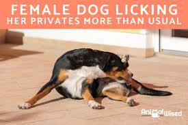 My Female Dog Is Licking Her Privates More Than Usual - All Possible Reasons