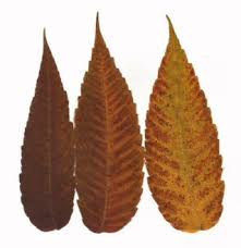 Only 3 available and it's in 1 person's cart. Pressed Ferns Foliage And Other Botanicals For Sale