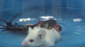 On a cold, quiet night, a fierce, hairy beast roams the sonora desert. Venomous Centipede Kills And Eats Mouse Metro Video