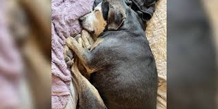 Our custom pet blankets come in your choice of sizes, 50 x 60 or 60 x 80! Dog Who S Never Been Inside Before Takes Her First Nap In A Real Bed The Dodo