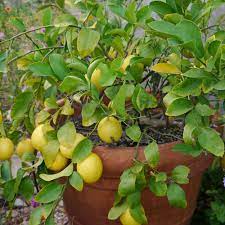 Find here details of companies selling lemon tree, for your purchase requirements. Sweet Lemon Plant Wholesale Price Mandi Rate For Sweet Lemon Plant