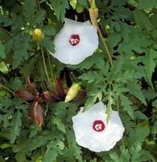 Image result for Merremia palmata