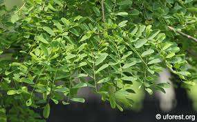 Image result for Dalbergia martinii