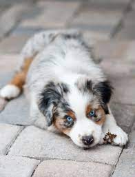 Pin By Deborah Courtney On Pet Tips For Puppies Australian Shepherd Puppies Aussie Puppies Aussie Dogs