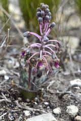 Image result for Holubia saccata