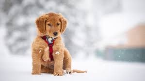 Beautiful golden retriever puppies, mom is a ukc conformation champion, light blonde is color, dad is dark gold in color and has the big blocky akc golden retriever puppies are ofa certified and have champion bloodlines. Shasta The Golden Retriever Joins Mt Bachelor S Avalanche Rescue Dog Team Katu