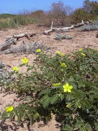 Image result for Tribulus zeyheri