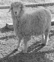 See the latest styles, colors & types of men's sweaters from men's wearhouse. Mohair Cashmere And Other Animal Hair Fibres Sciencedirect
