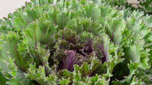Woman harvesting vegetables in garden. Tips For Starting A Fall Vegetable Crop Mulhall S