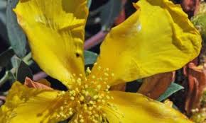 Image result for Neocussonia umbellifera