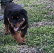 Pet shipping and front door pet delivery available anwhere in the usa. Hausderberg Rottweilers Rottweiler Breeder Millstone Kentucky