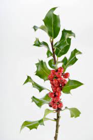 Deer are known to have good appetite. Do Deer Eat Holly Bush Berries