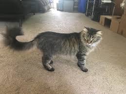 A cat years calculation is a fun way to work out how old a feline is in human years. This Little Girl Turns 5 Today 33 In Cat Years Everybody S Say Happy Birthday To Rosie Aww